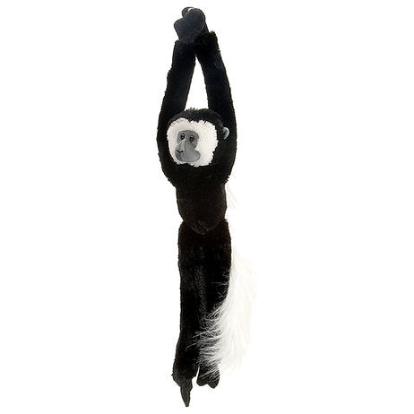 Stummelaffe / Colobus monkey