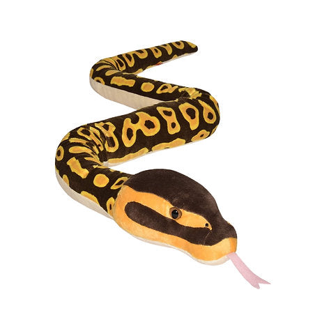 Königspython Schlange / Ball Python