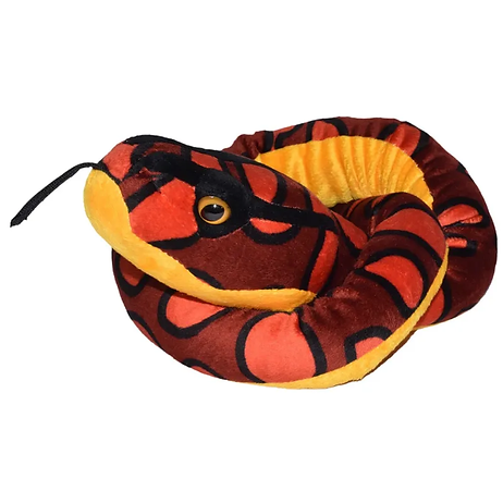 Regenbogenboa Schlange / Rainbow Boa