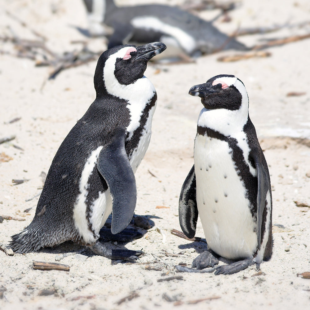 Fahlo Armband Pinguin