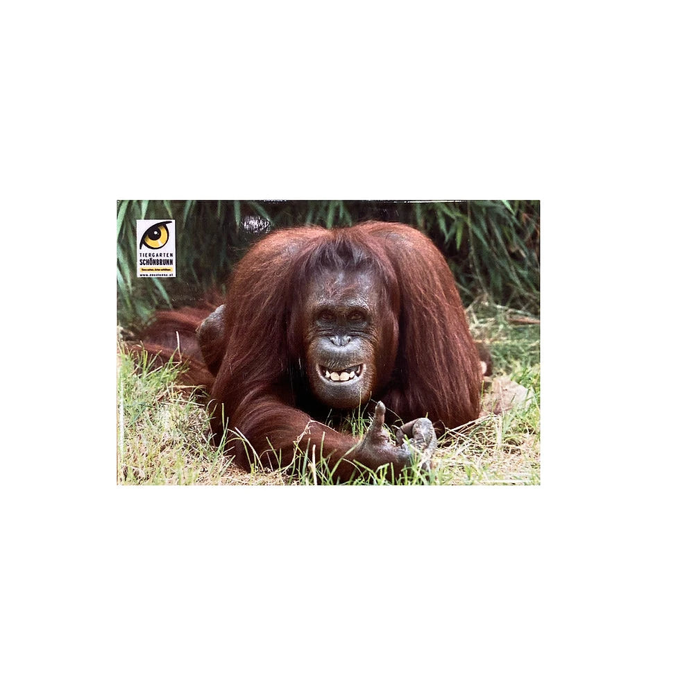 Magnet mit Tier aus dem Tiergarten Schönbrunn