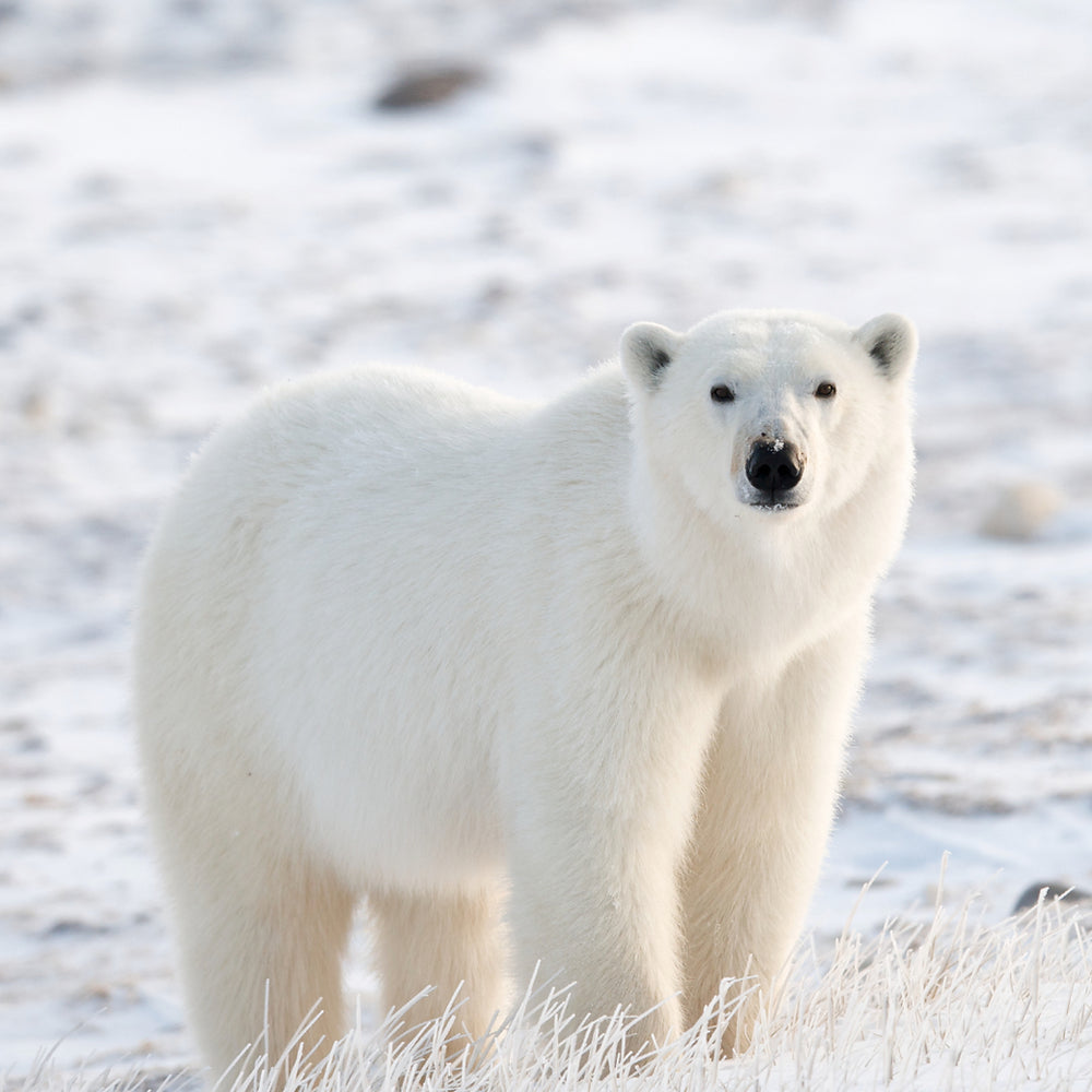 Fahlo Armband Eisbär