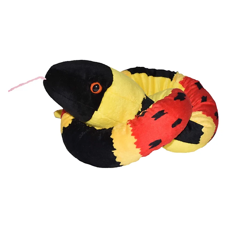 Korallenotter / Schlange / Coral snake