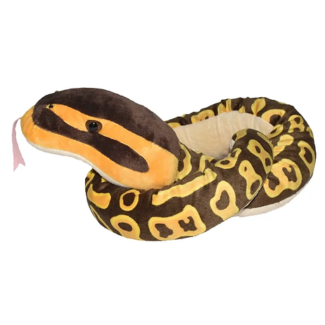 Königspython Schlange / Ball Python