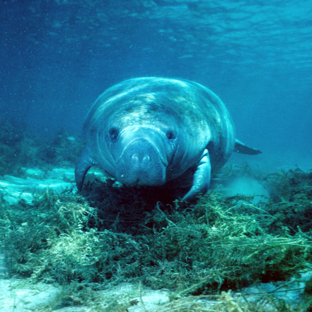 Fahlo Armband Manatee / Seekuh