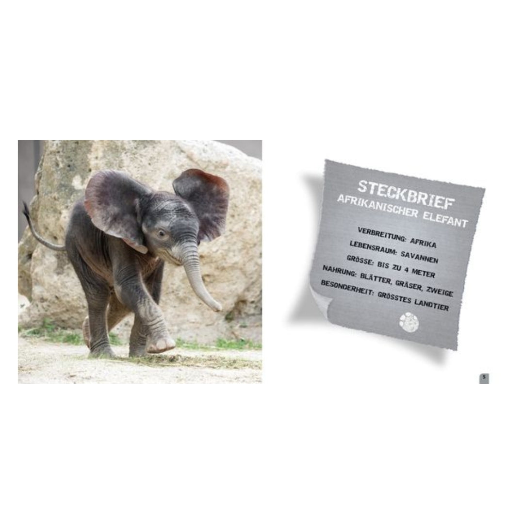 Der kleine Zoo-Entdecker - Elefant - Buch (6+ Jahre)