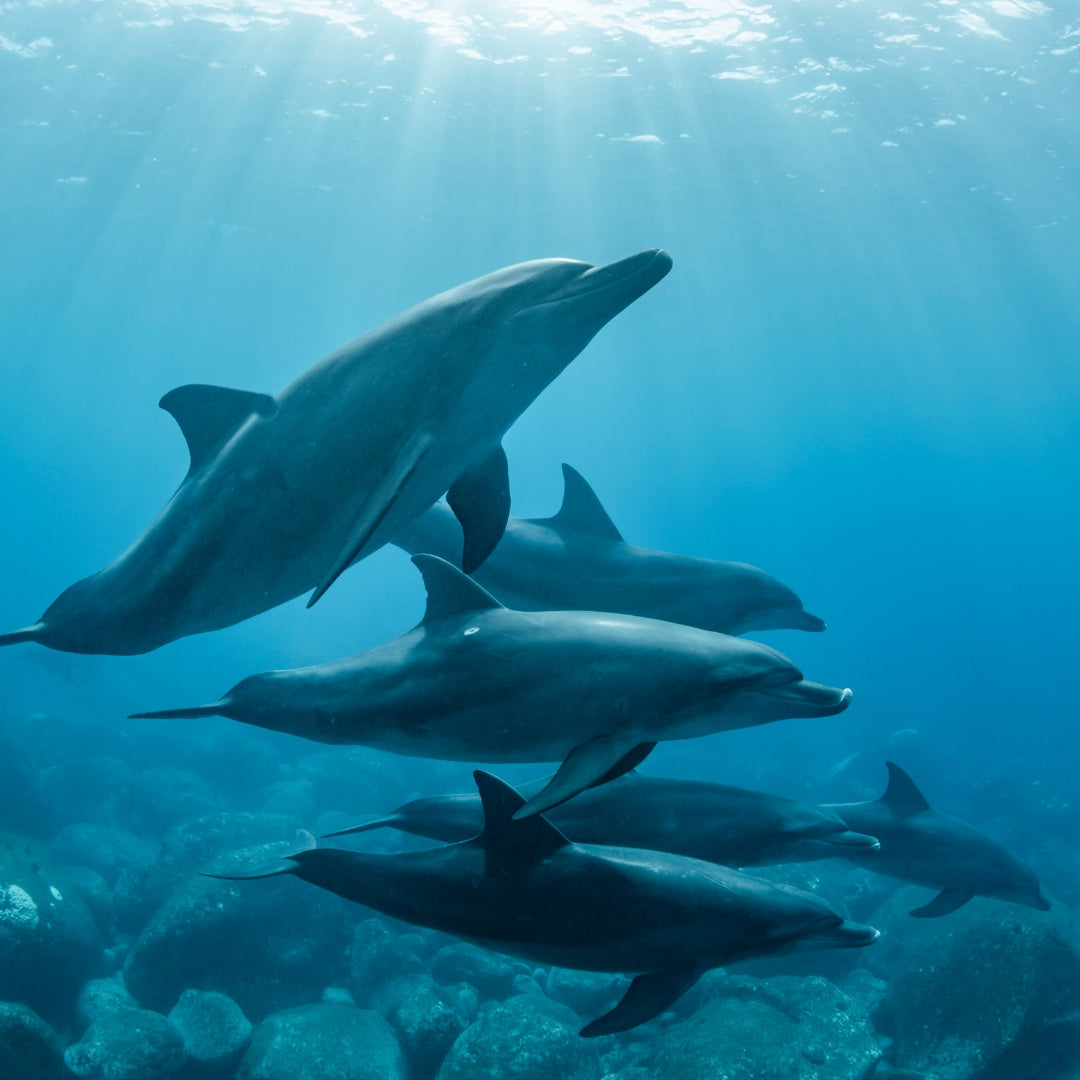 Fahlo Armband Delfin