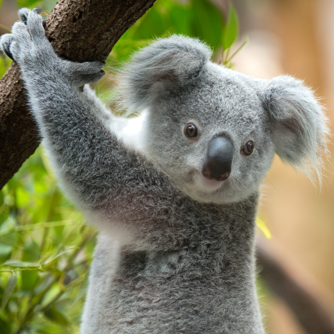 Fahlo Armband Koala