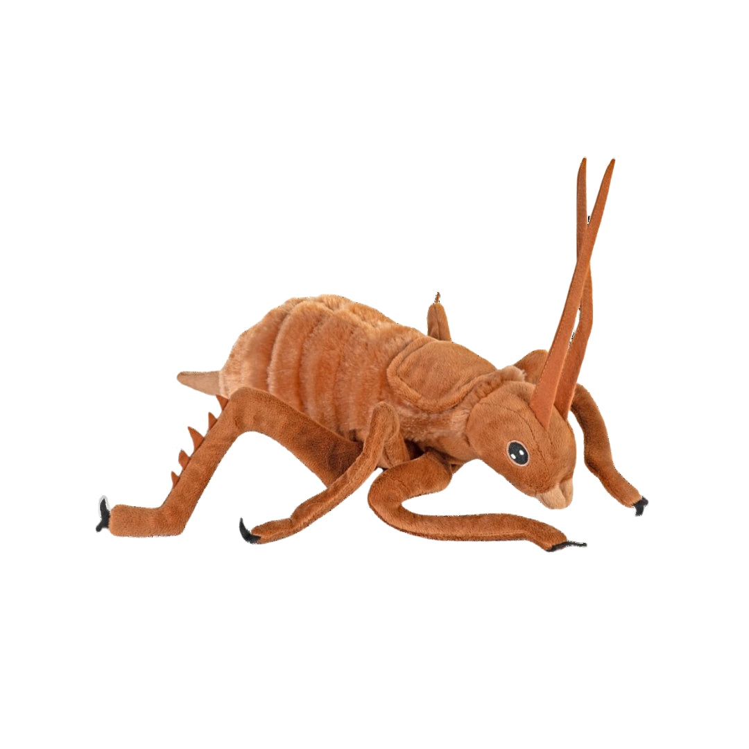 Weta (Riesenheuschrecke) 30 cm