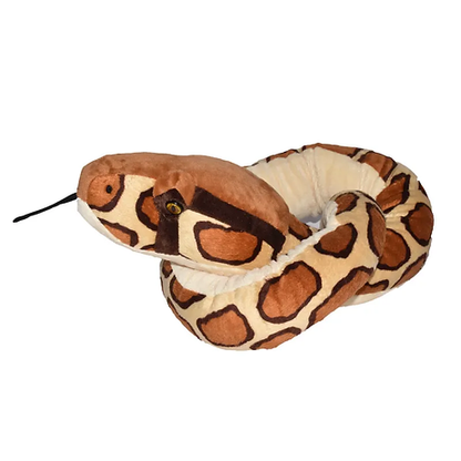 Tigerpython Schlange /  Burmese Python