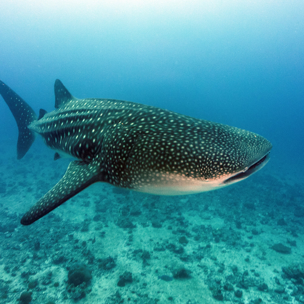 Fahlo Armband Walhai