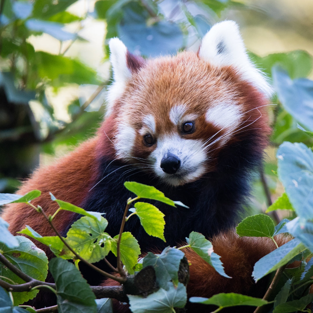 Fahlo Armband Roter Panda