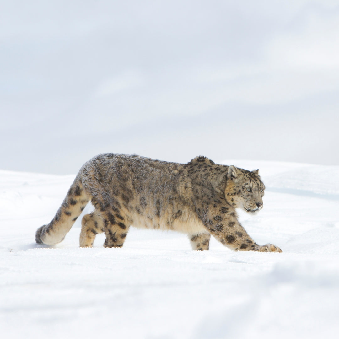 Fahlo Armband Schneeleopard